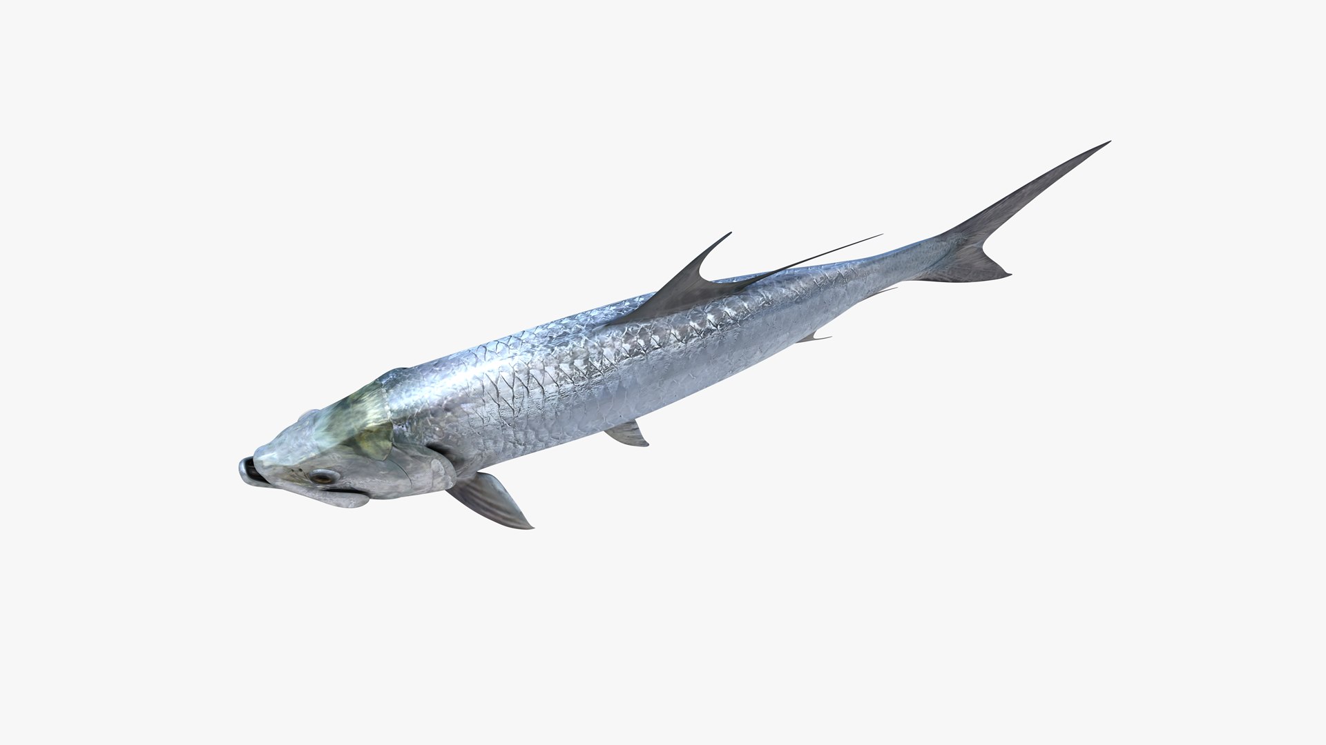 3D Atlantic Tarpon https://p.turbosquid.com/ts-thumb/zX/Ifwjul/Nc/atlantic_tarpon_megalops_atlanticus_fish_3d_model_by_andreas_piel_009/png/1783610975/1920x1080/fit_q87/6f52977681c90cf62c8ed9f6c873e934eed297b9/atlantic_tarpon_megalops_atlanticus_fish_3d_model_by_andreas_piel_009.jpg