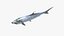 Atlantic Tarpon