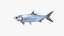 Atlantic Tarpon