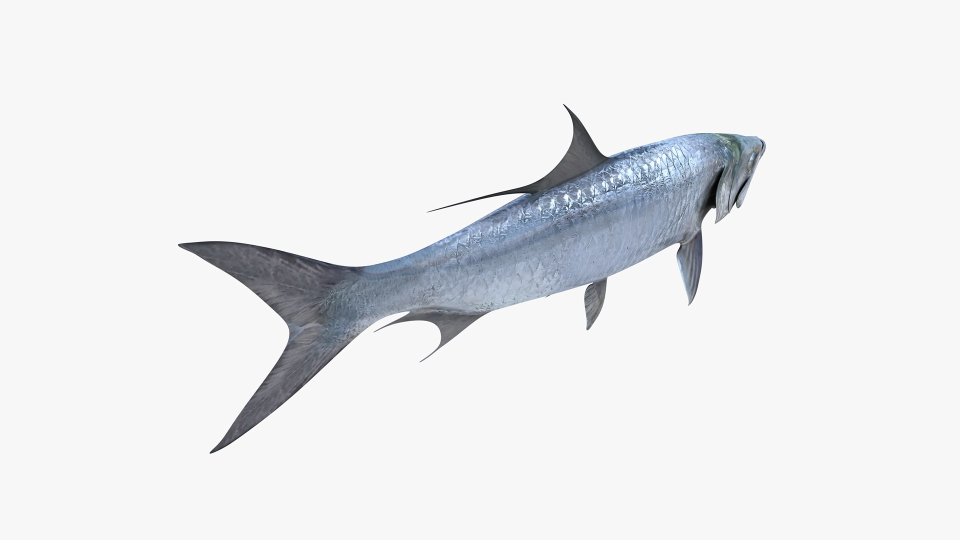 3D Atlantic Tarpon https://p.turbosquid.com/ts-thumb/zX/Ifwjul/PQ/atlantic_tarpon_megalops_atlanticus_fish_3d_model_by_andreas_piel_010/png/1783610975/1920x1080/fit_q87/6742086f9fde852b4e9773b08a350415a46a3834/atlantic_tarpon_megalops_atlanticus_fish_3d_model_by_andreas_piel_010.jpg