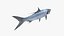 Atlantic Tarpon