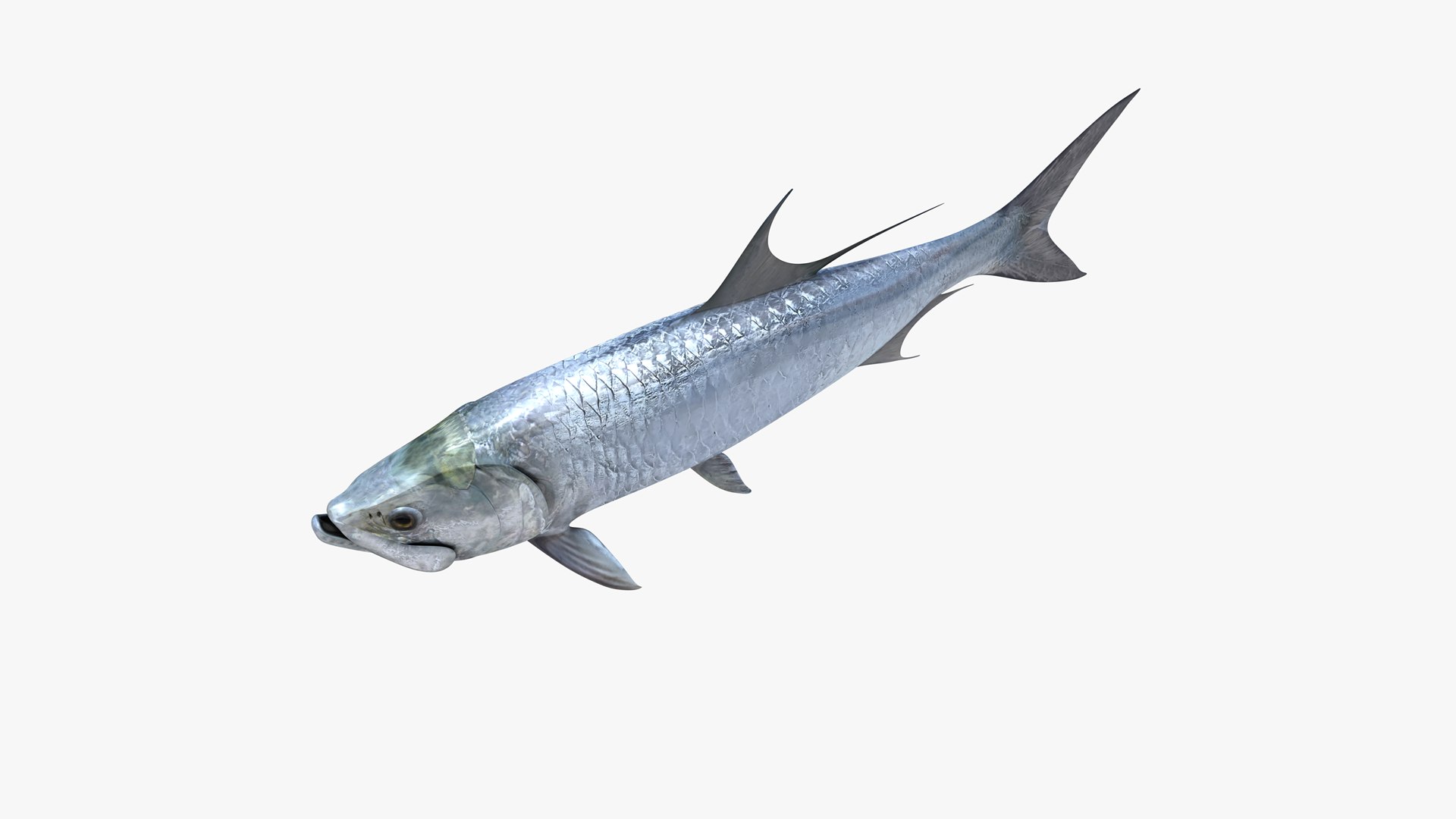 3D Atlantic Tarpon https://p.turbosquid.com/ts-thumb/zX/Ifwjul/e2/atlantic_tarpon_megalops_atlanticus_fish_3d_model_by_andreas_piel_008/png/1783610978/1920x1080/fit_q87/65e3d462e019028dc3fa4e0171f31c72310535bd/atlantic_tarpon_megalops_atlanticus_fish_3d_model_by_andreas_piel_008.jpg