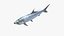 Atlantic Tarpon