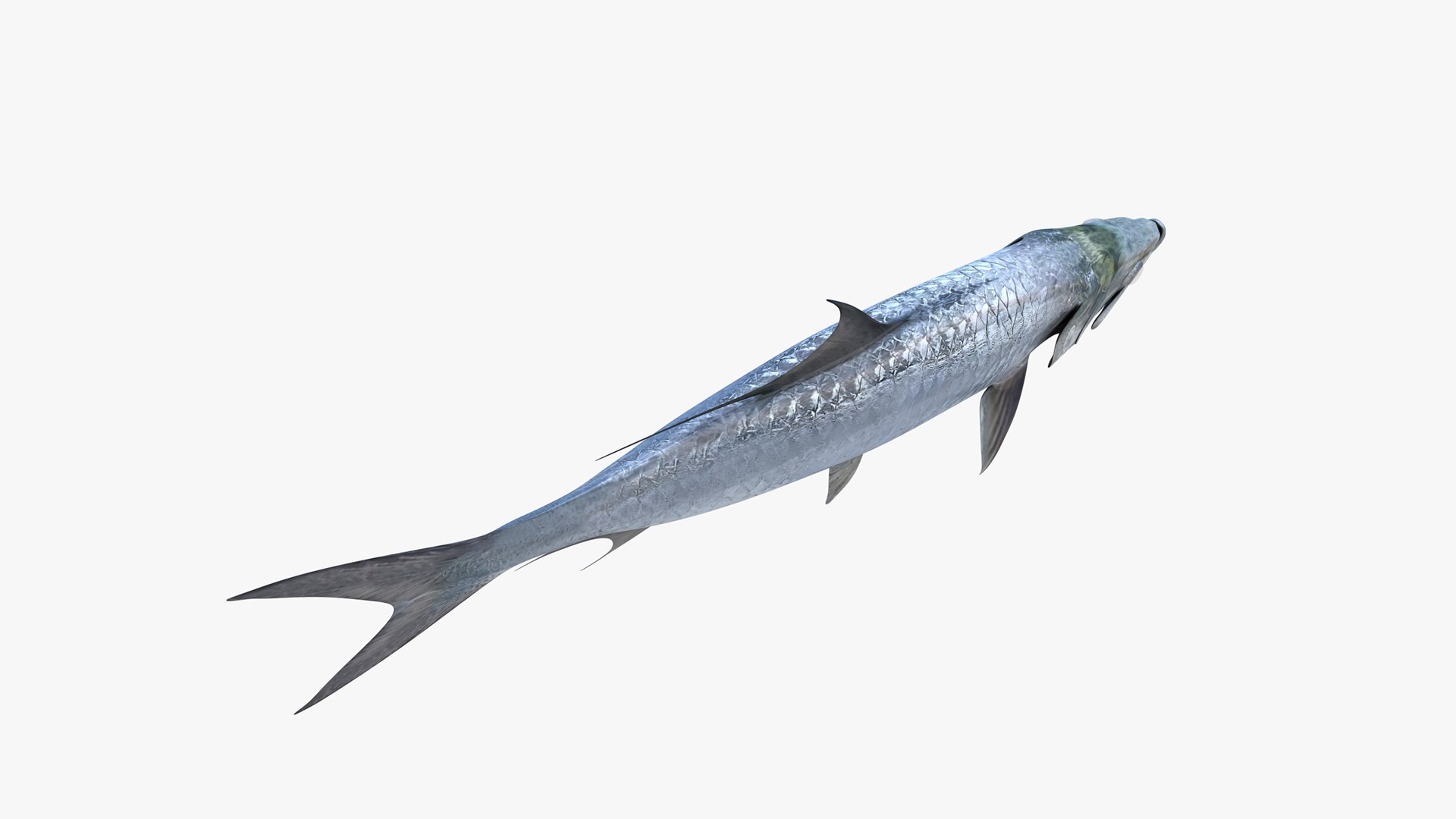 3D Atlantic Tarpon https://p.turbosquid.com/ts-thumb/zX/Ifwjul/nN/atlantic_tarpon_megalops_atlanticus_fish_3d_model_by_andreas_piel_011/png/1783610974/1920x1080/fit_q87/b1a81d850b0ce462a1b8e8272ed52781b3fa5ead/atlantic_tarpon_megalops_atlanticus_fish_3d_model_by_andreas_piel_011.jpg