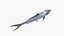 Atlantic Tarpon