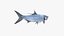 Atlantic Tarpon