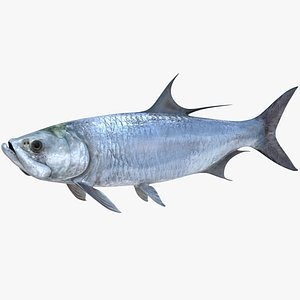 3D Atlantic Tarpon