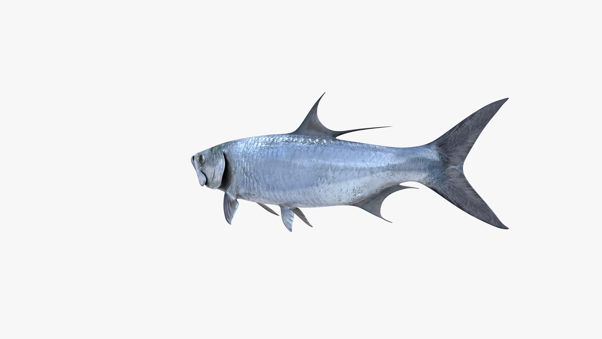 3D Atlantic Tarpon https://p.turbosquid.com/ts-thumb/zX/Ifwjul/yX/atlantic_tarpon_megalops_atlanticus_fish_3d_model_by_andreas_piel_006/png/1770936034/1920x1080/fit_q87/b6e6f873d2f4c52aa0e023cdd104cdc24b6f297c/atlantic_tarpon_megalops_atlanticus_fish_3d_model_by_andreas_piel_006.jpg