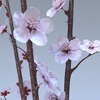 Cherry Blossom