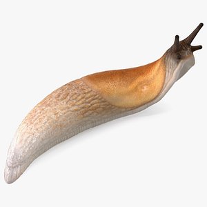 Lusitanian Slug Reaching Up model