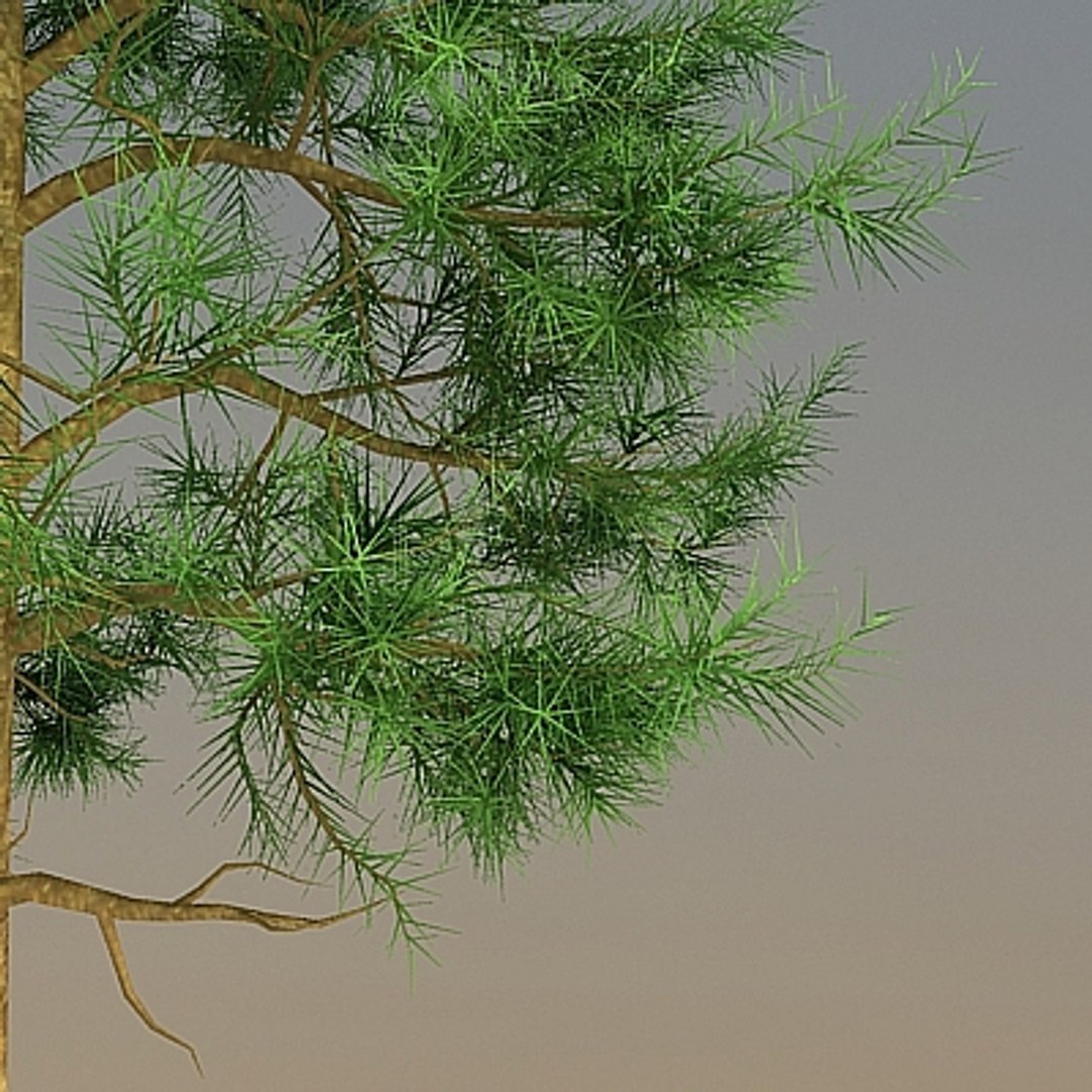 pinus 3d max