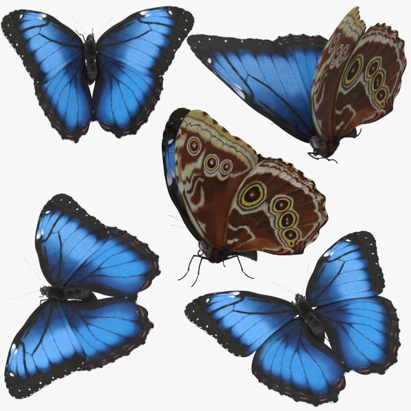 Morpho didius in 3D Blue Morpho Butterfly Echter exotischer Schmetterling 