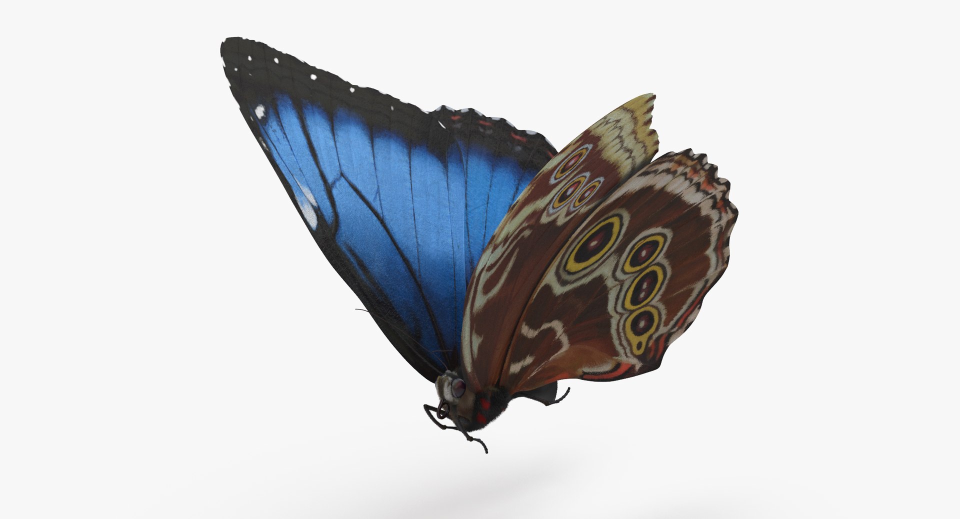 3d blue morpho butterfly 5 model https://p.turbosquid.com/ts-thumb/zX/vvzzHr/8mEopHSV/blue_morpho_butterfly_04_001_thumbnail_0001/jpg/1468833489/1920x1080/fit_q87/51876f533b4ad6db71ab1ba60e9af70921f467f2/blue_morpho_butterfly_04_001_thumbnail_0001.jpg