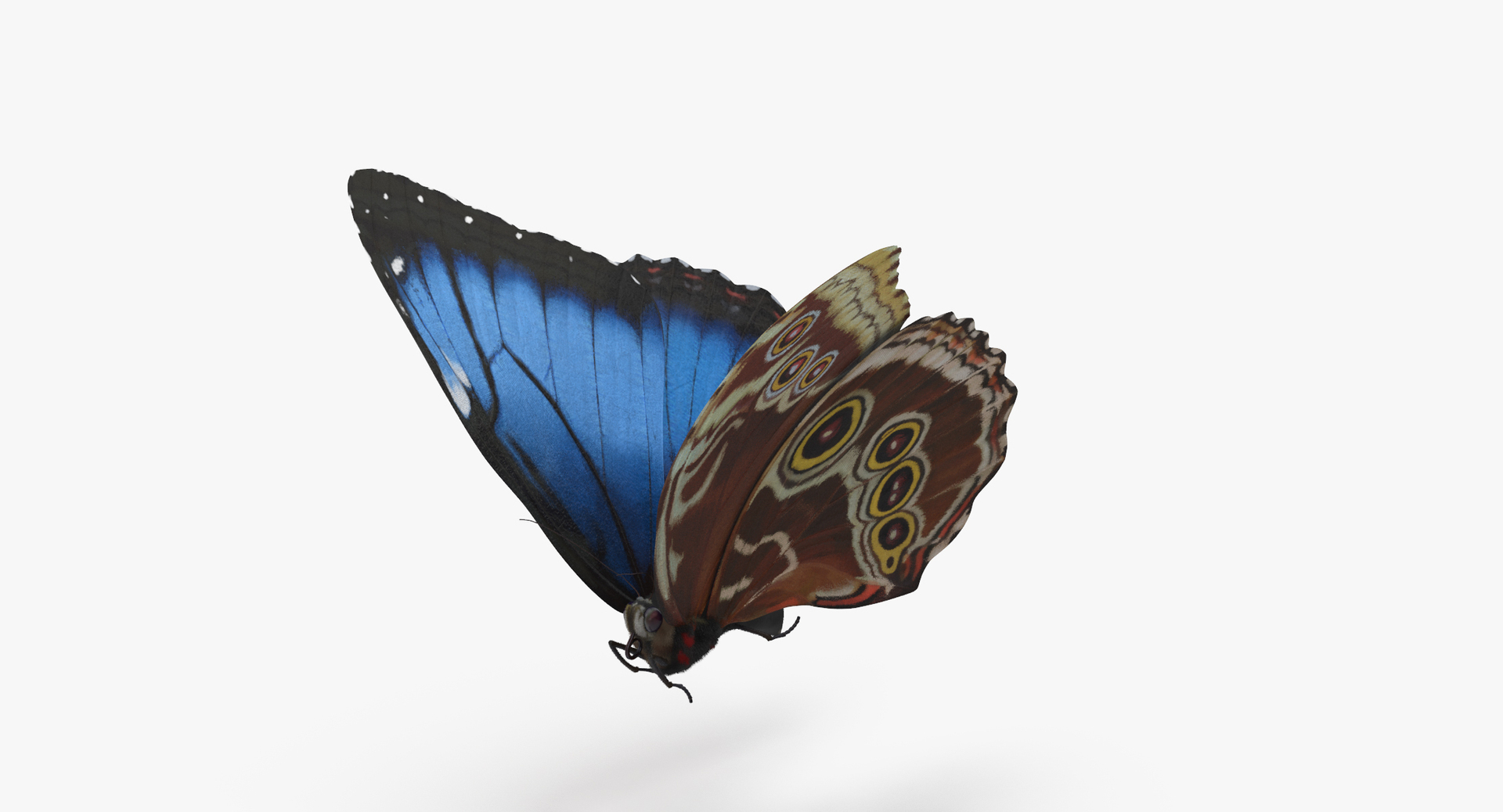 3d blue morpho butterfly 5 model https://p.turbosquid.com/ts-thumb/zX/vvzzHr/AIFTMsdm/0000/jpg/1468833804/1920x1080/turn_fit_q99/cf4acd8cd23eb83fd48b9ccf1d08a6c3dc001907/0000-1.jpg