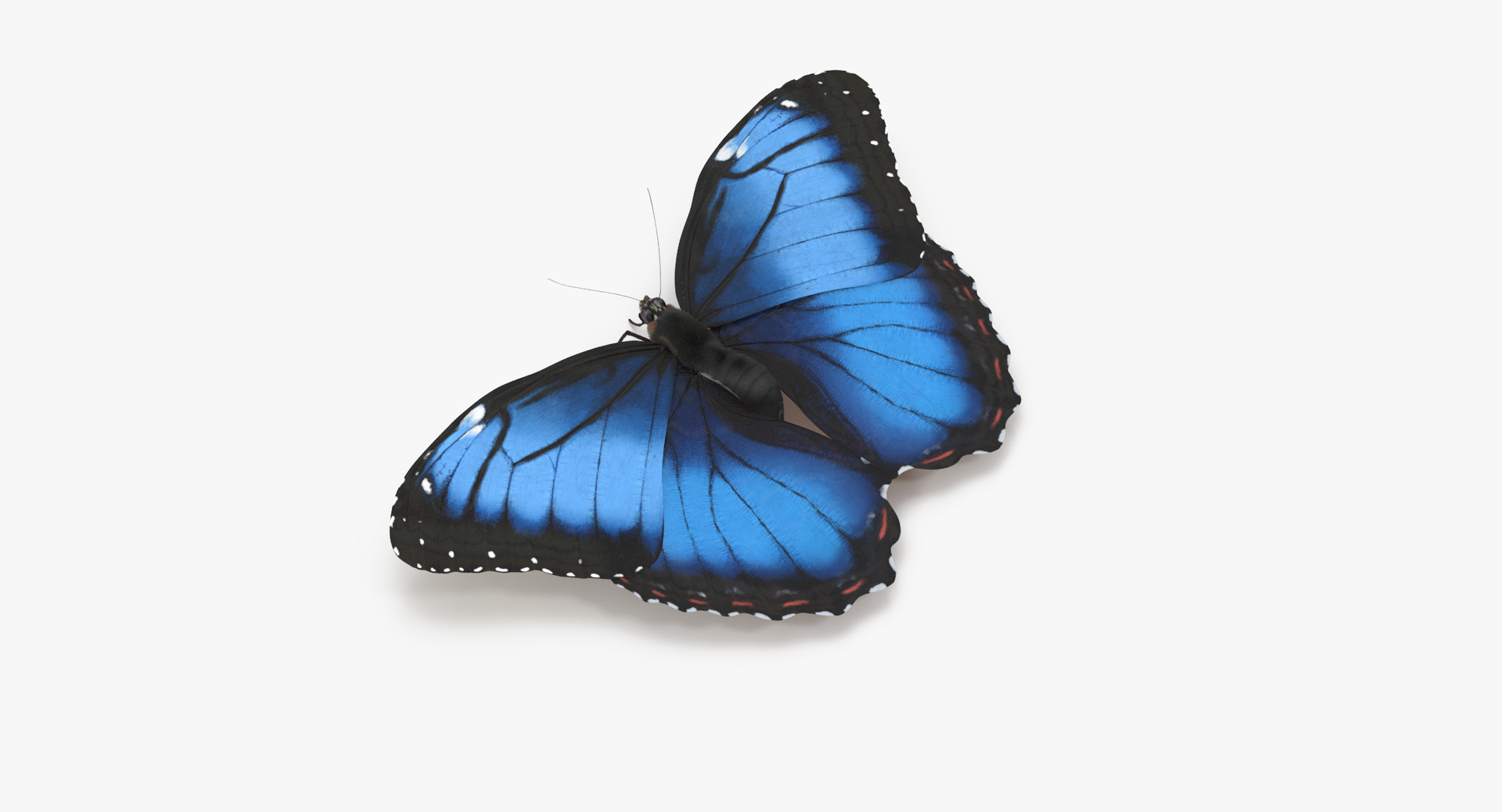 3d blue morpho butterfly 5 model https://p.turbosquid.com/ts-thumb/zX/vvzzHr/BRT1JwRN/0000/jpg/1473667239/1920x1080/turn_fit_q99/44e0555f6c349c2089b952e37fda54d6fe8b72e3/0000-1.jpg