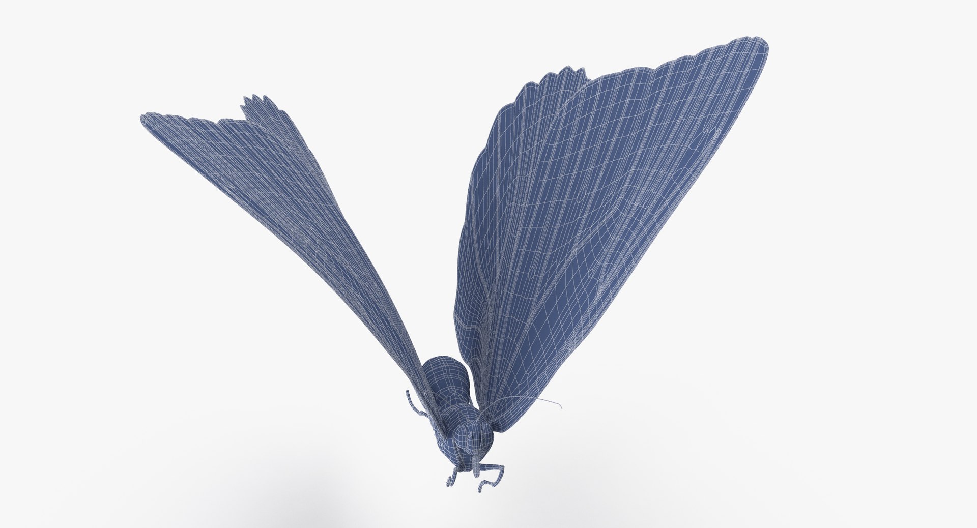 3d blue morpho butterfly 5 model https://p.turbosquid.com/ts-thumb/zX/vvzzHr/Me4ntJJc/blue_morpho_butterfly_04_001_wireframe_0005/jpg/1468833490/1920x1080/fit_q87/7d69b150c5fc6f4eea905f18c6ad960417bbafed/blue_morpho_butterfly_04_001_wireframe_0005.jpg