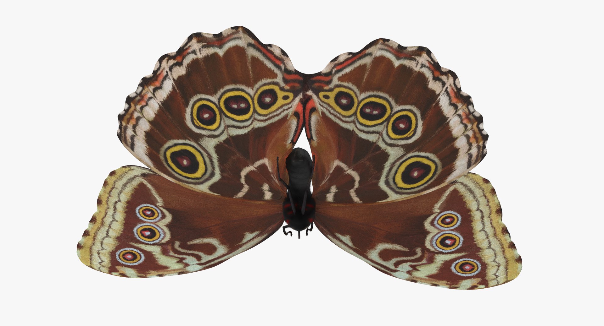 3d blue morpho butterfly 5 model https://p.turbosquid.com/ts-thumb/zX/vvzzHr/idsb40ak/blue_morpho_butterfly_05_001_thumbnail_0008/jpg/1473669351/1920x1080/fit_q87/d70c17aca7676d21eb4b7fb71c7be0eaf3e13618/blue_morpho_butterfly_05_001_thumbnail_0008.jpg
