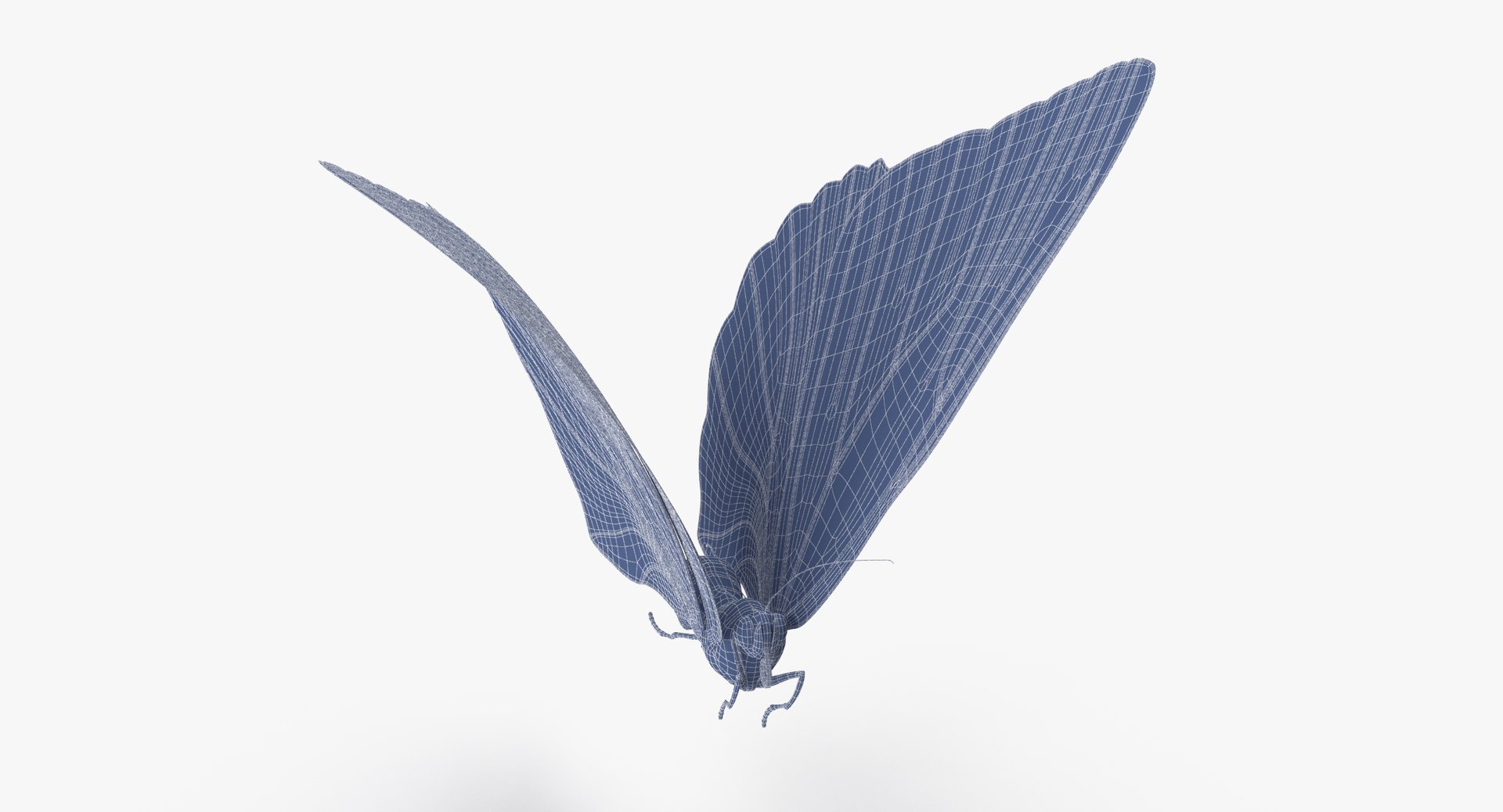 3d blue morpho butterfly 5 model https://p.turbosquid.com/ts-thumb/zX/vvzzHr/v7xf8T4O/blue_morpho_butterfly_04_001_wireframe_0008/jpg/1468833490/1920x1080/fit_q87/b92bc849ee94c55fd76012824857e6726c125858/blue_morpho_butterfly_04_001_wireframe_0008.jpg