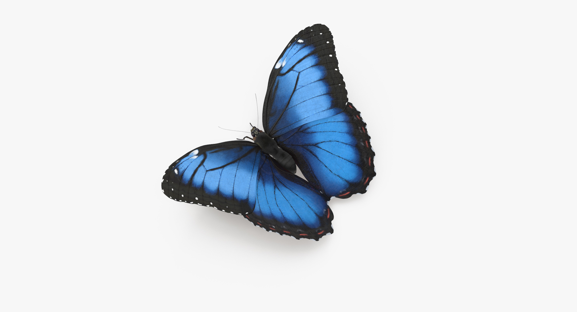3d blue morpho butterfly 5 model https://p.turbosquid.com/ts-thumb/zX/vvzzHr/yPja3Uak/0000/jpg/1473668867/1920x1080/turn_fit_q99/c27be5213bba75961779b62a354d8b31518e5984/0000-1.jpg