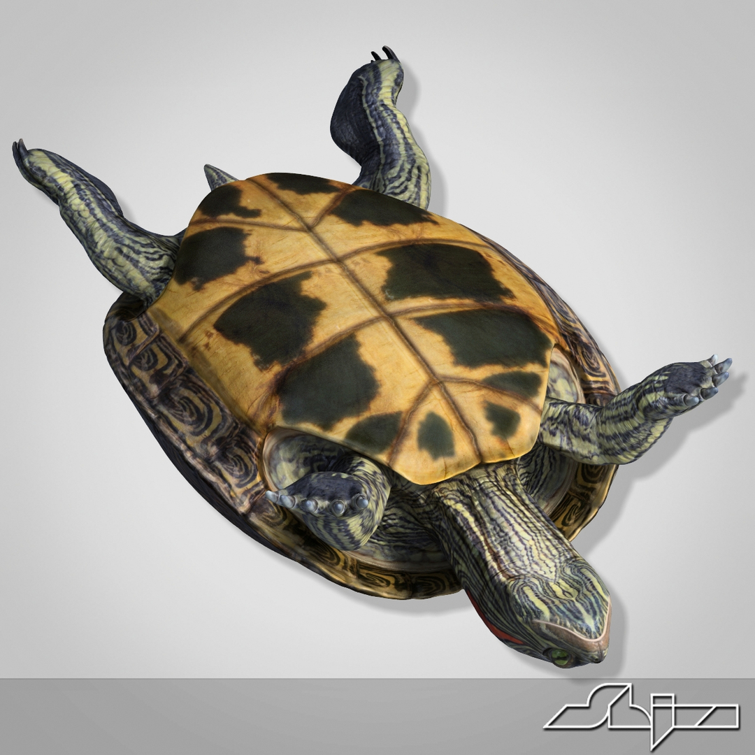 3d turtle red-eared