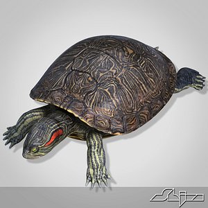 3d turtle red-eared