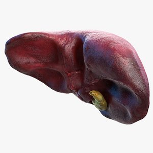 3D human liver gallbladder gall