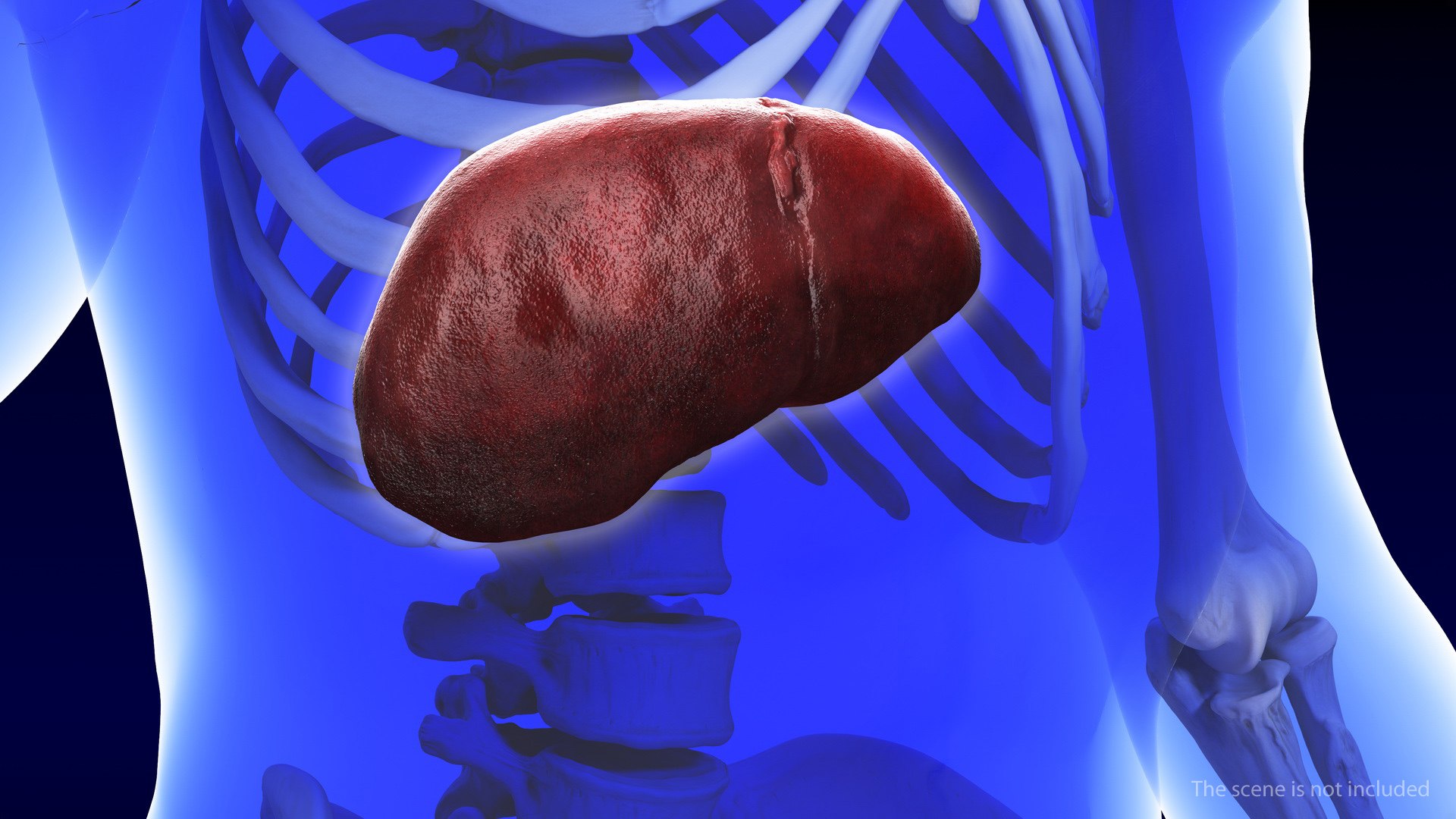 3D Human Liver Gallbladder Gall - TurboSquid 1461367