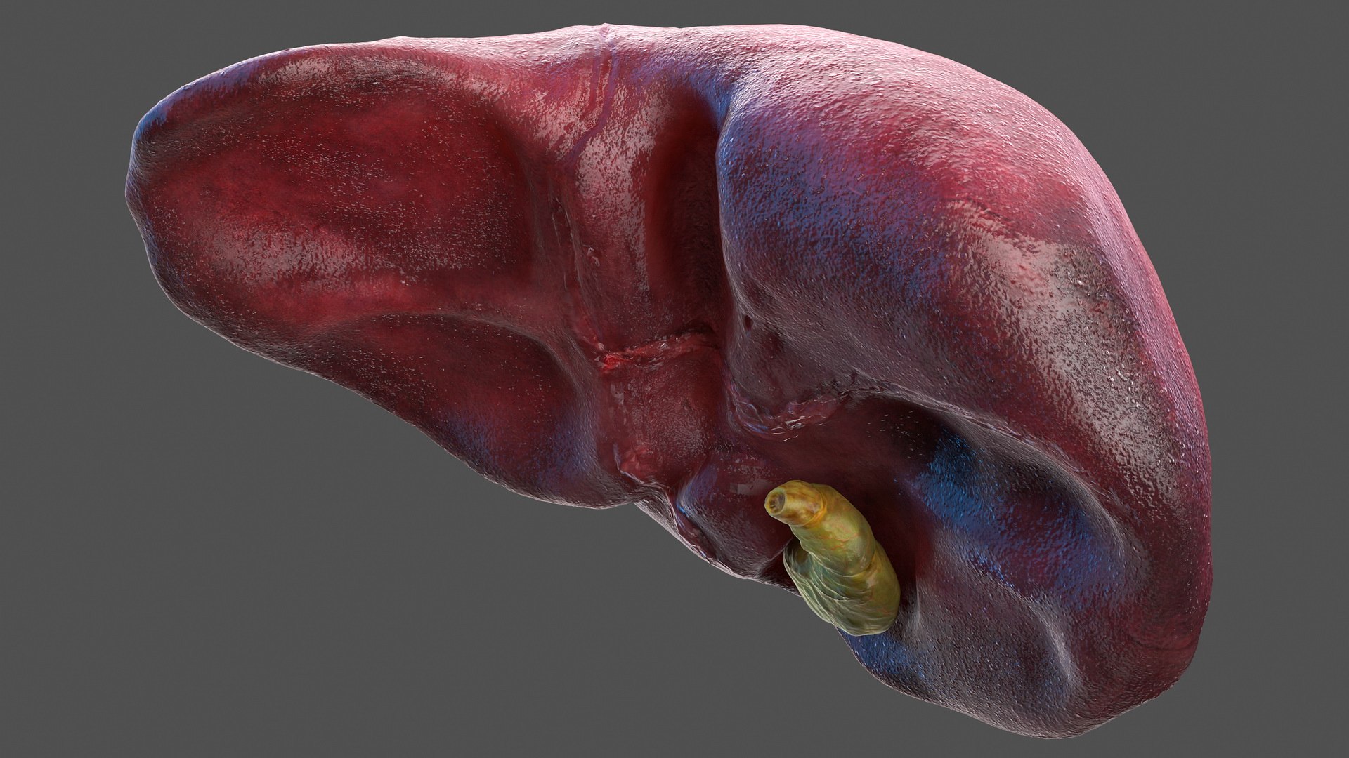Human Organs Collection 3D model preview