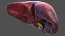 Human Liver and Gallbladder