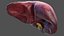 Human Organs Collection