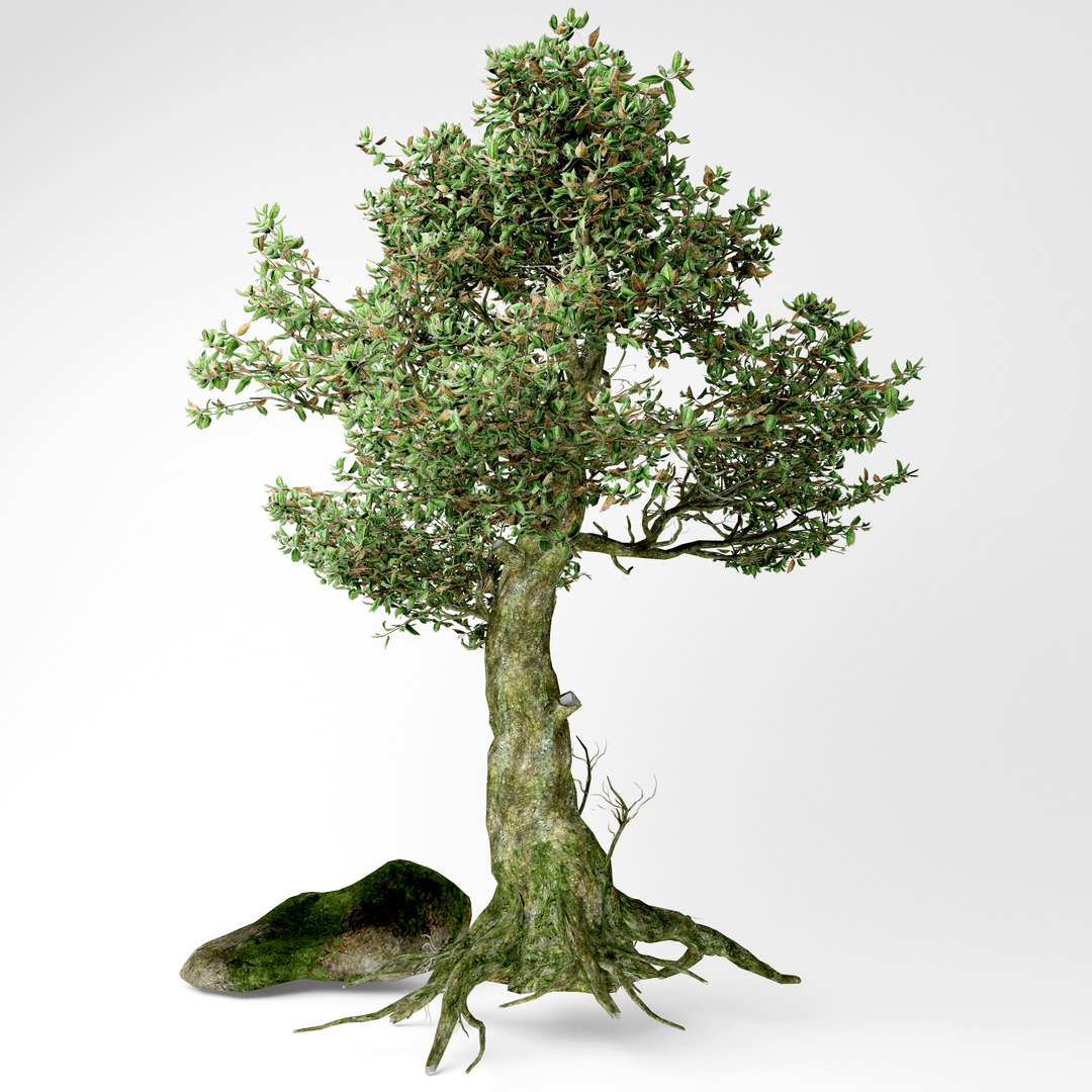 3D old tree https://p.turbosquid.com/ts-thumb/zY/jivg7y/BDogVaQA/3/jpg/1583934238/1920x1080/fit_q87/59c5d09b80edc050255ccd75bc13de005b472456/3.jpg