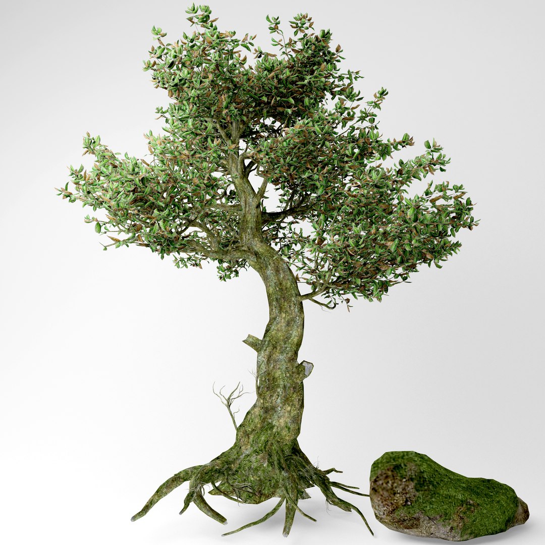 3D old tree https://p.turbosquid.com/ts-thumb/zY/jivg7y/MoU0jOL3/1/jpg/1583934148/1920x1080/fit_q87/59fccb38decc64f73e206e706b83941ecc58ef6b/1.jpg