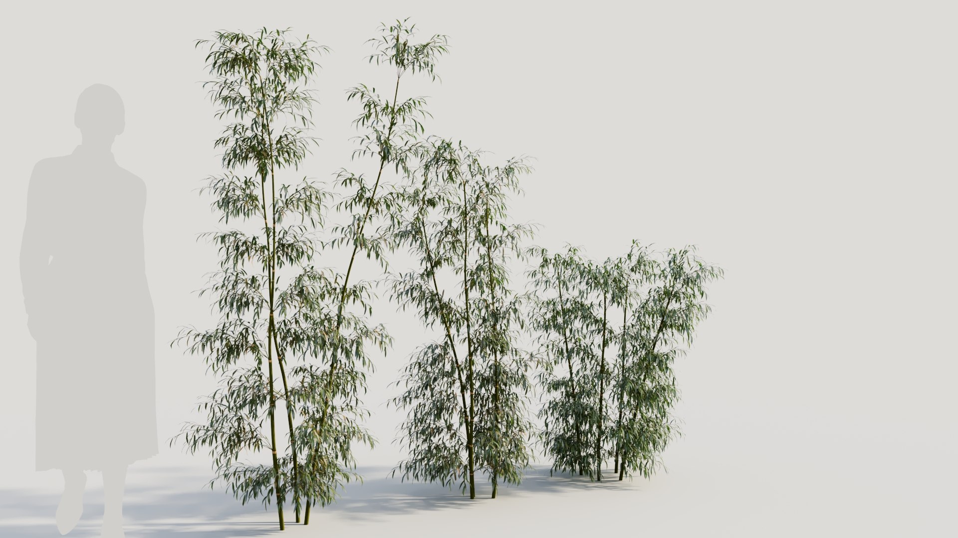3D Bambusa Multiplex A Model - TurboSquid 2174729