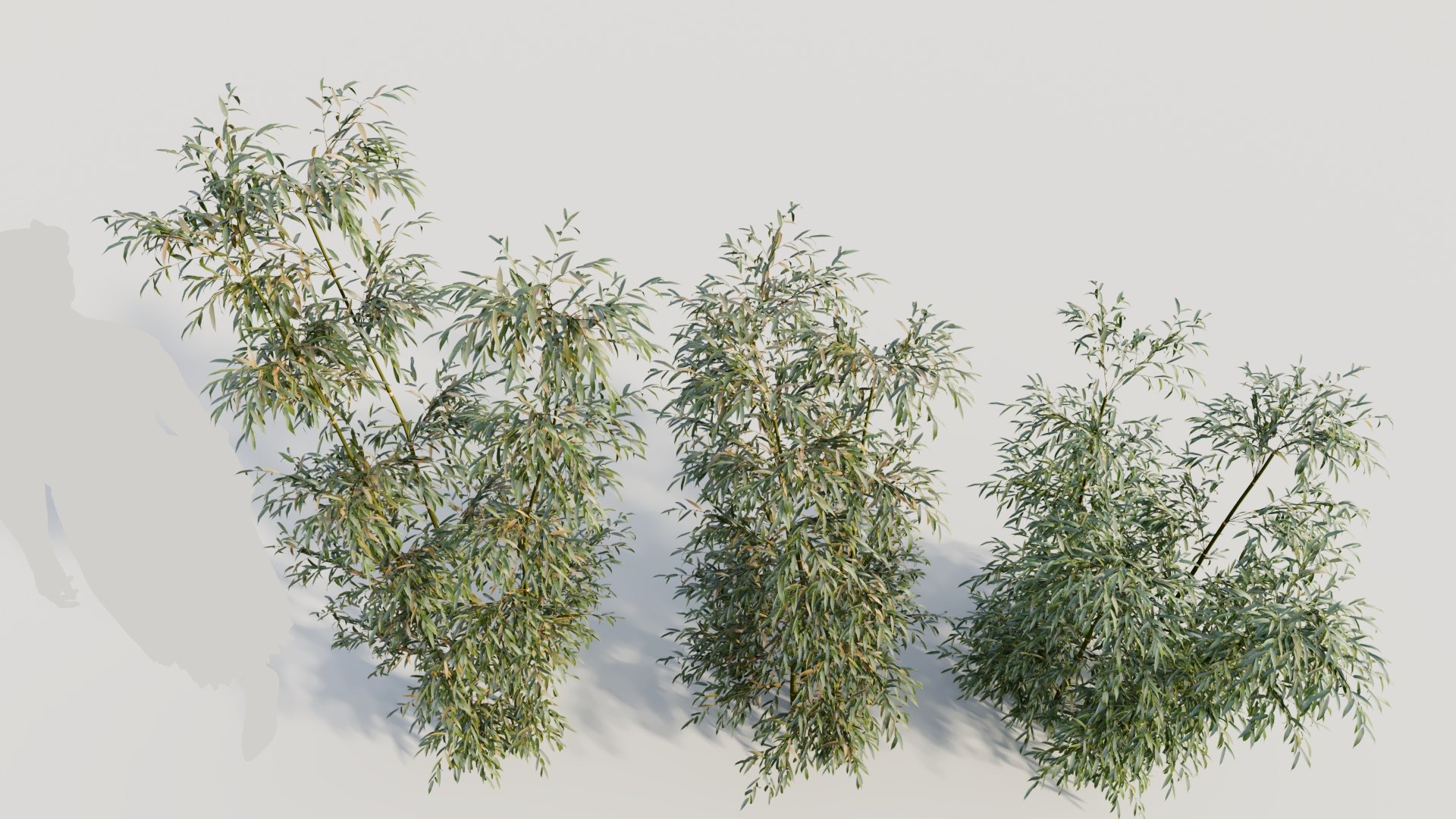 3D Bambusa Multiplex A Model - TurboSquid 2174729