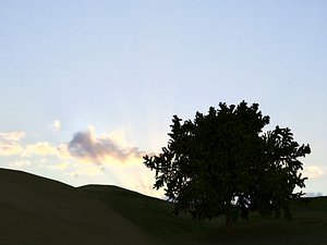 Oak Tree LOW POLY