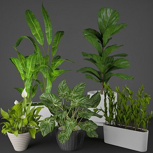 house plant set 3D model