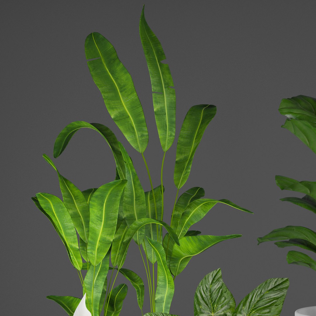 House plant set 3D model - TurboSquid 1177621