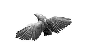 eagle hawk bird model