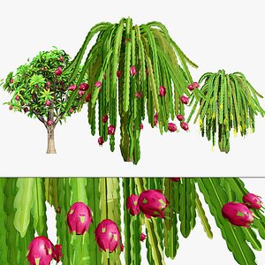 Dragon Fruit Plant 3D Model 3D