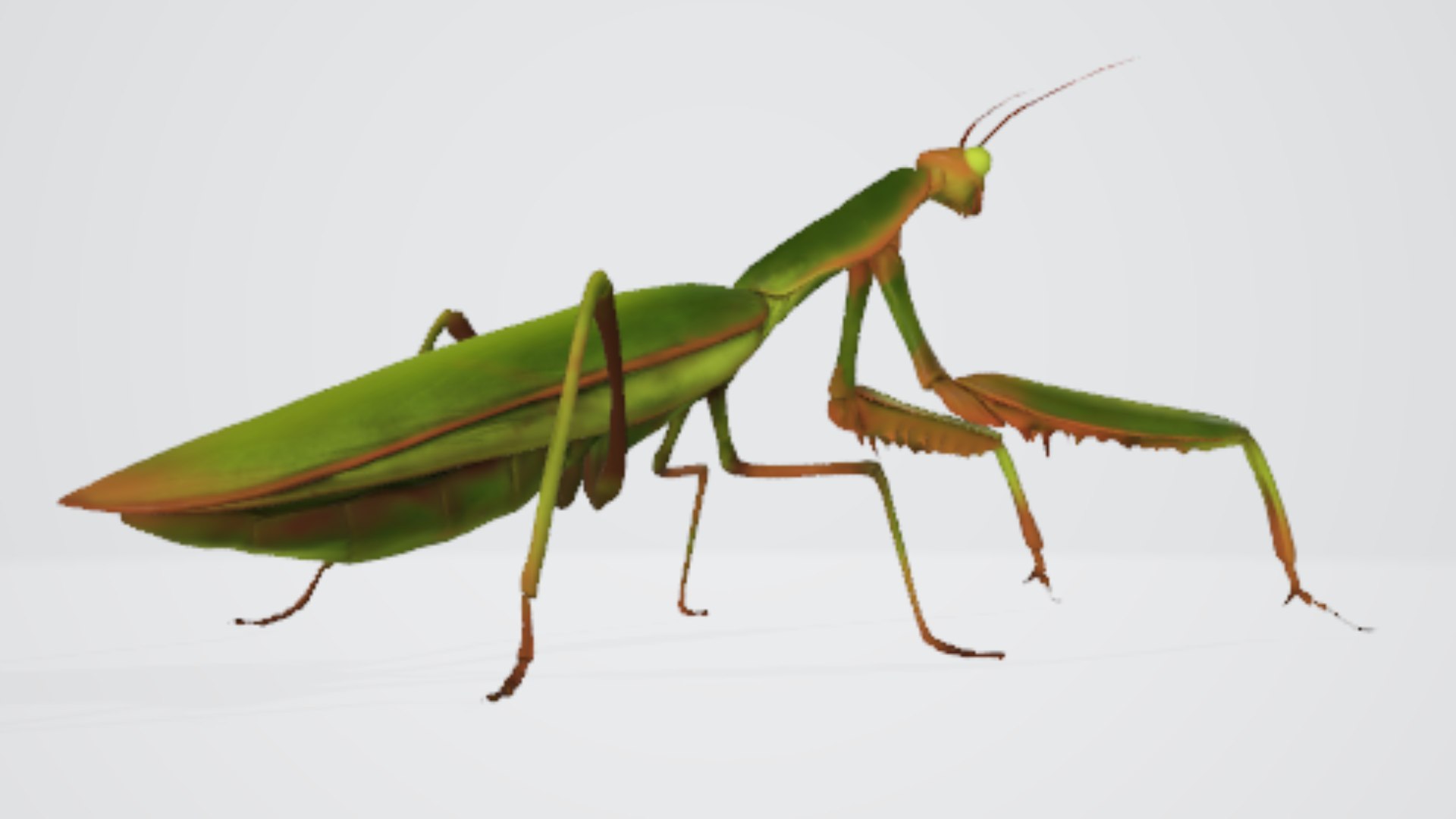 Praying Mantis 3D Model 3D - TurboSquid 2441800