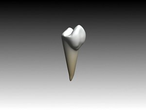 3ds max premolar mandibular