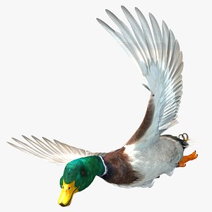 Mallard Duck