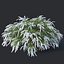 Spiraea # 6 Spiraea X Cinerea. Grefsheim XL