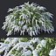 Spiraea # 6 Spiraea X Cinerea. Grefsheim XL