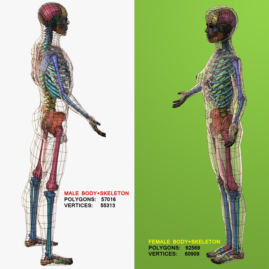 Human Male Female Skeleton 3d Model