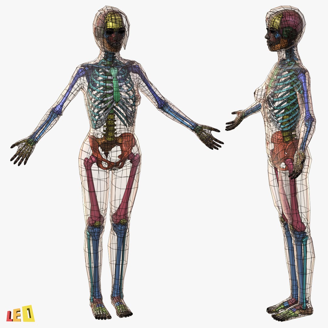 Human Male Female Skeleton 3d Model