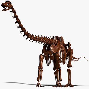 Diplodocus Skeleton