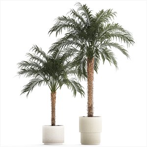 3D model Beautiful Phoenix roebelenii palm tree in a flower pot for home 1295