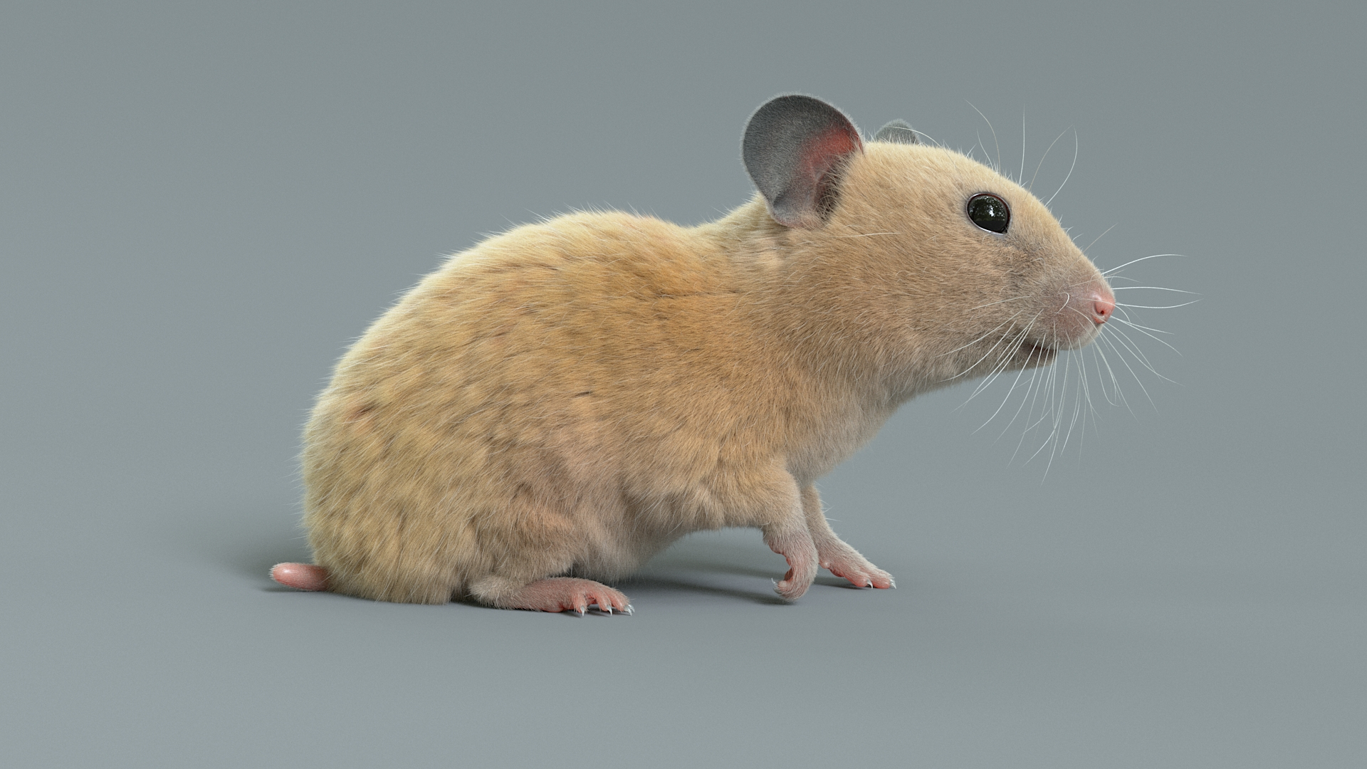 Hamster Rigged Xgen 3D Model - TurboSquid 2217123