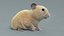 Hamster Rigged Xgen 3D model